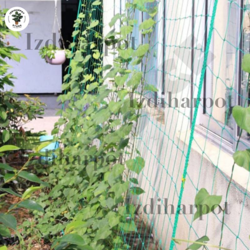 JARING RAMBATAN TANAMAN PLANT CLIMBING NET 1,8 METER - JARING RAMBATAN TANAMAN