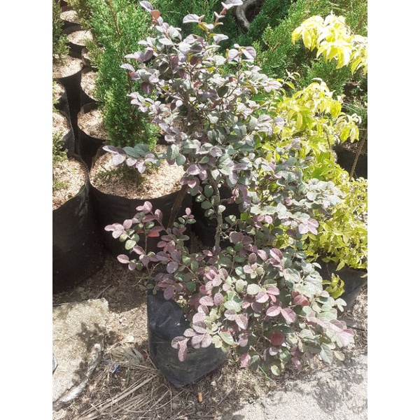 Bonsai Serut Merah Siap Pajang