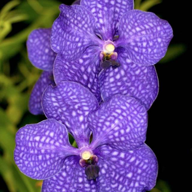 Vanda pra dewasa