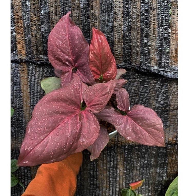 [PRODUK F9KRE] tanaman hias syngonium pink- syngonium pink-tanaman hidup-bunga hidup-tanaman hias hidup-tanaman indoor hidup-bunga hidup tanaman hias-syngonium-tanaman bunga hidup-bunga gantung hidup-tanaman gantung hidup MBI