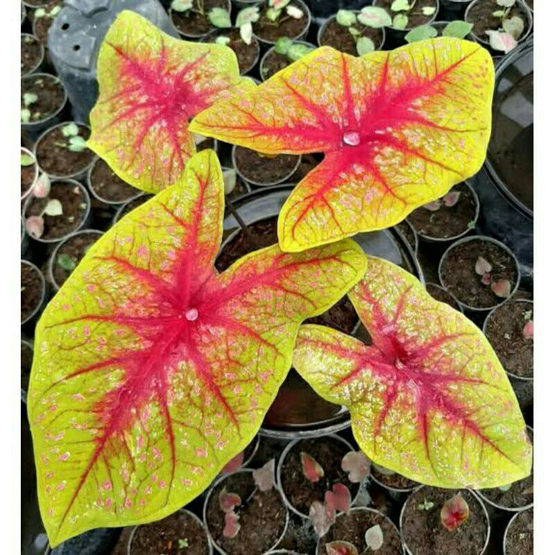 (UMBI) Caladium Tears Of The Sun