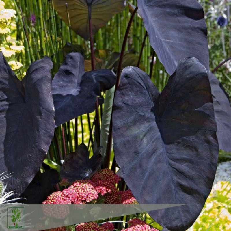 TANAMAN KELADI ALOCASIA PURPLE UNGU Shopee Indonesia TANAMAN KELADI ALOCASIA PURPLE UNGU Shopee Indonesia