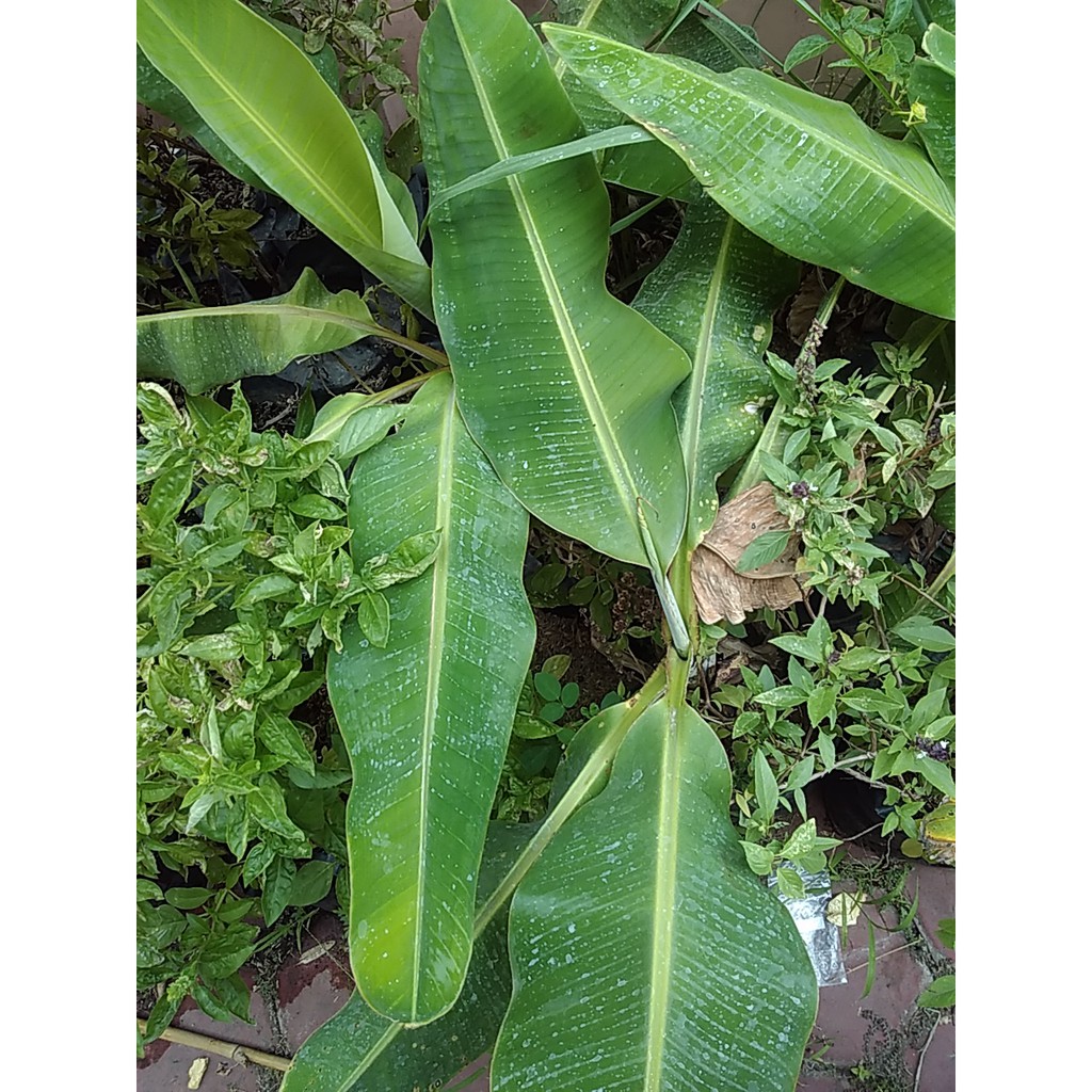 

DAUN PISANG~LEMBARAN DAUN PISANG~ Minim order 3KG @