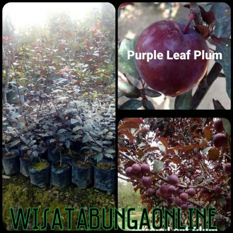 bibit buah purple leaf plum/plum ungu