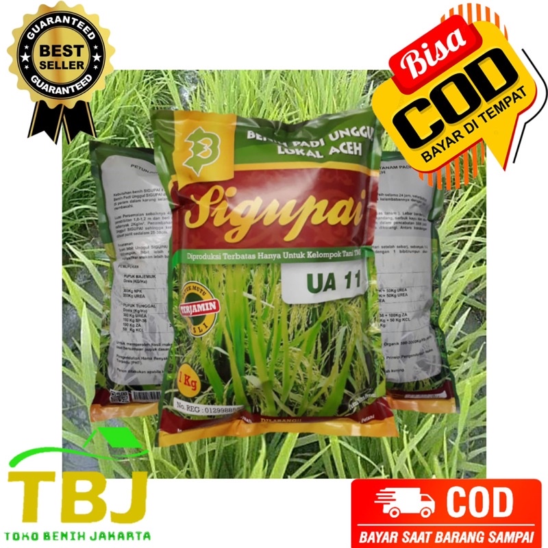 PADI UA 11 SIGUPAI LOKAL UNGGUL