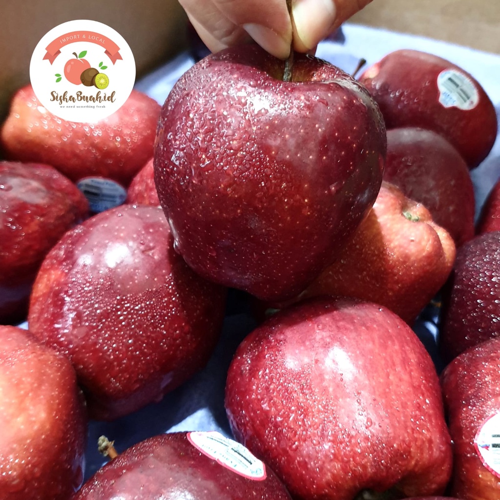 

Apel Red Delicious | Apel Washington | APEL MERAH - APEL IMPORT USA
