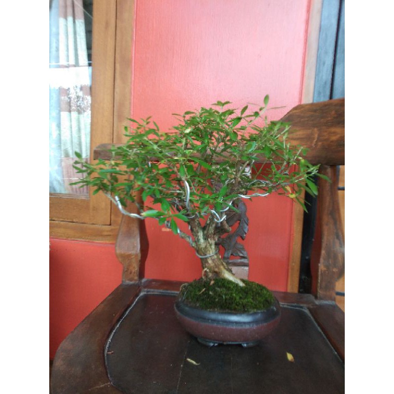 Bonsai serbin mame siap pajang