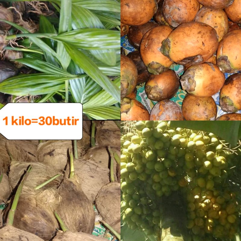 pinang betara - pinang termurah - pinang terlaris