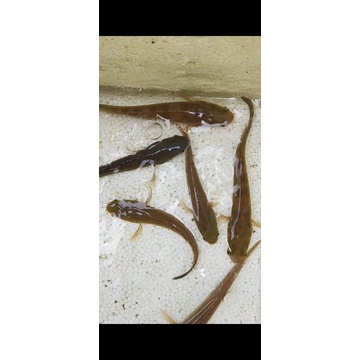 10 ekor baby maru riau yellow atau orange  4 5 cm