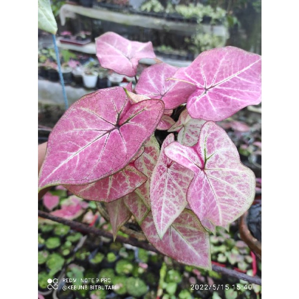 Caladium Hybrid Thai series No Kode A-8