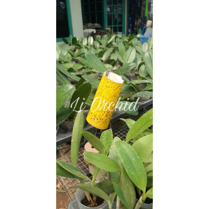 

Kertas Perekat Lalat dan Serangga Warna Kuning (IATP) 1 pack isi 20 lembar