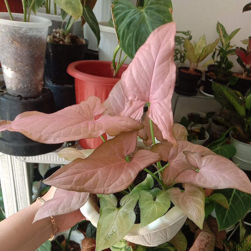 Syngonium Pink Scott