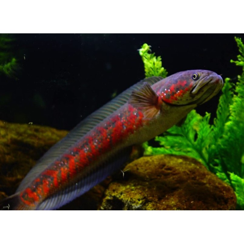Channa Asiatica Red Strip RS Pure Beli 5 Gratis 1 Size 8 up to 10 cm 1000% pure