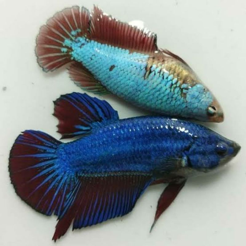 

ikan cupang besgel multi betina per 2 ekor