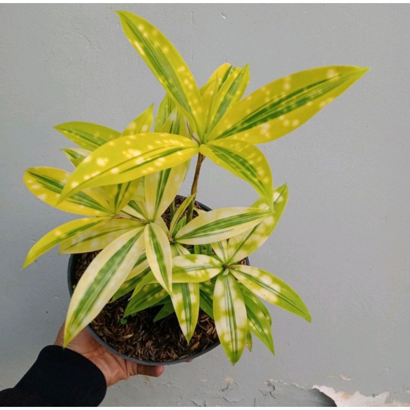 ( BISA COD ) Tanaman Hias Bambu Dracena Golden / Tanaman Hidup Dracena Golden Kuning / Drasena Murah