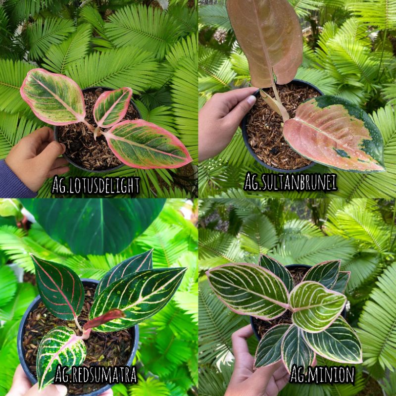 Paket 4 bibit Aglonema anakan lotus, sultanBrunei,redsumatra,minion bisa cod