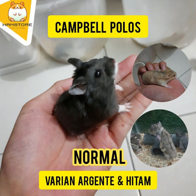 Hamster Campbell Normal Argente Hitam Albino