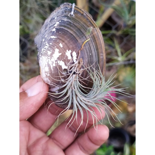 Tillandsia Funckiana airplant