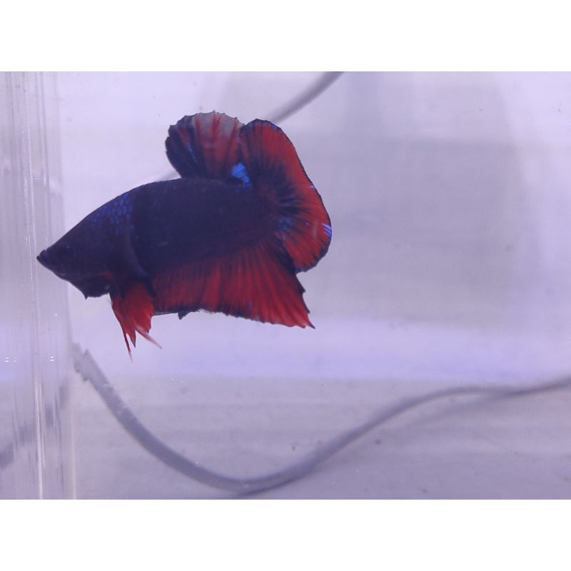 cupang male black vampire line avatar 21