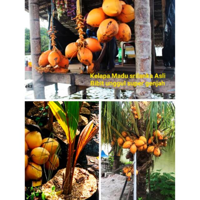 bibit genjah unggul buah kelapa import srilanka ASLI cepat berbuah batang pendek - klapa sri lanka