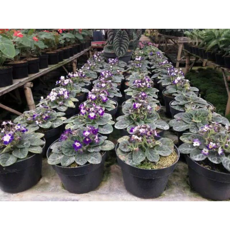 Tanaman Hias Begonia Violces Ungu Putih/Begonia Mawar Ungu Putih/Bunga Bertumpuk