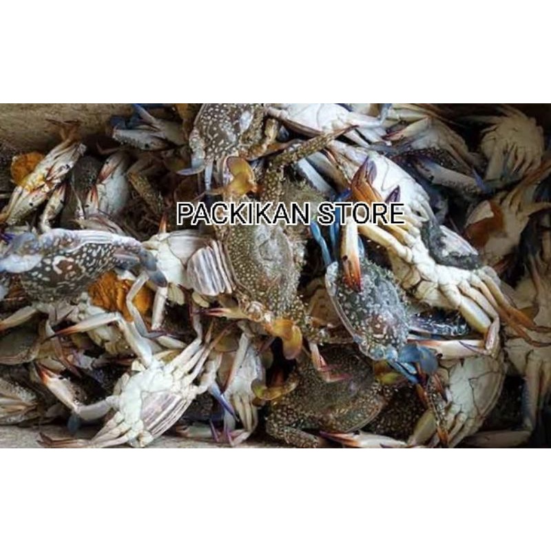 

Rajungan Size 4-5 ekor segar dan bergaransi