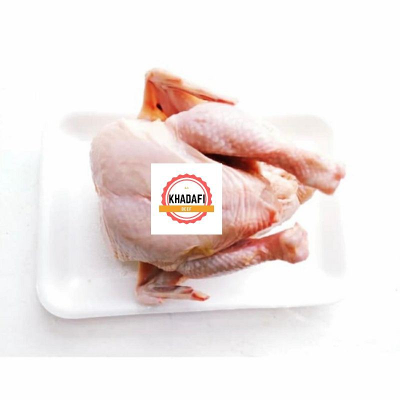 

AYAM BOILER UTUH BERAT 0,9 - 1 KG AYAM MURAH DAN HALAL