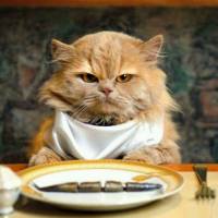 kucing1gendut