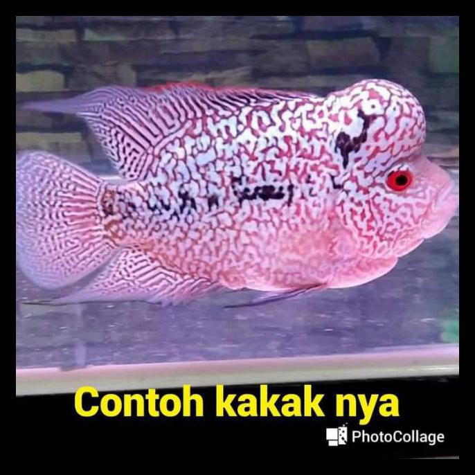 {BISA COD} anakan ikan Louhan sortiran golden base x cencu series full mutiara ukuran 4 cm