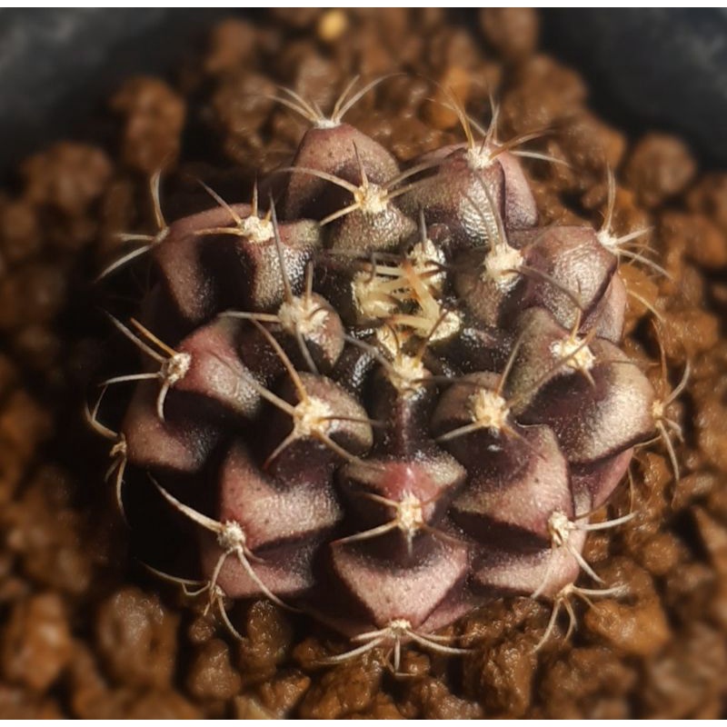 Kaktus DayDream Hybrid (corak warna cakep)