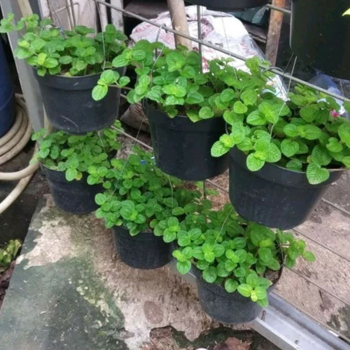 Tanaman Hias Daun Mint | Tanaman Gantung Daun Mint