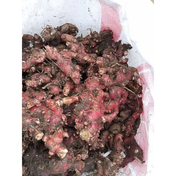 

Jahe Merah 1 kg