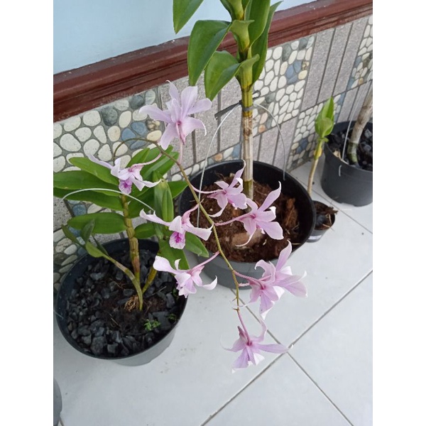 Anggrek | DENDROBIUM ALBERTINE |(rumpunan)