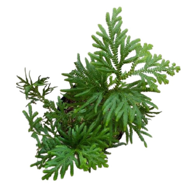 

Jual Daun Cakar Ayam 100 gram