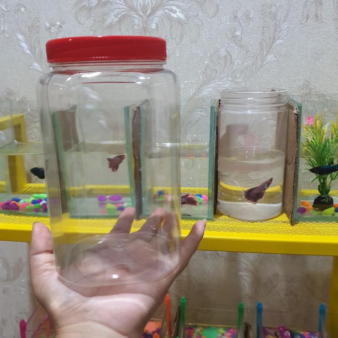 Toples Plastik Kotak Ikan Cupang 2 Liter Storekarin247
