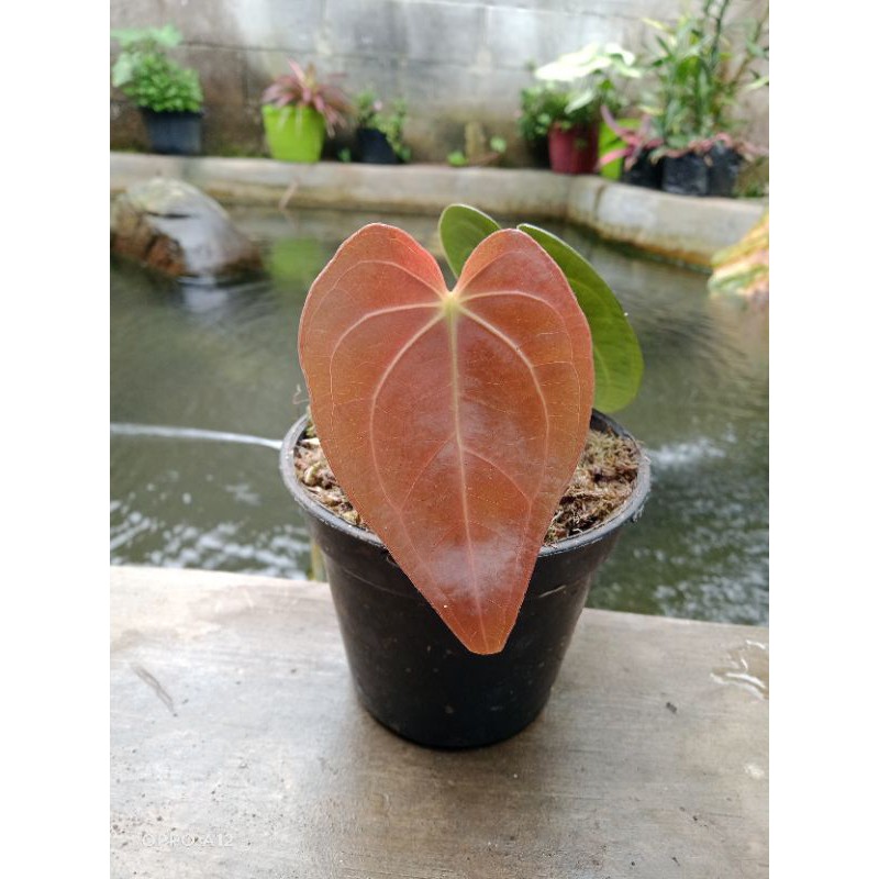 anthurium ace of spades