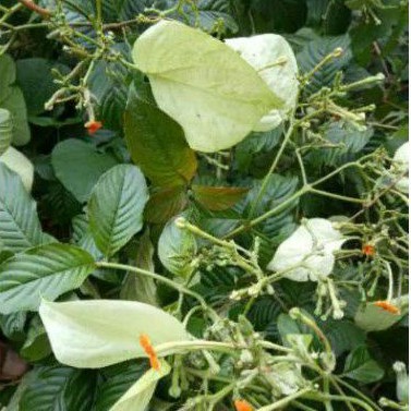 DAUN KINGKILABAN SEGAR 100 gram OBAT HERBAL