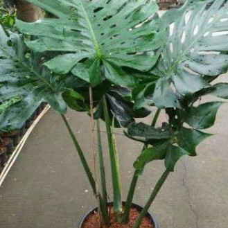 monstera king real pict monstera king