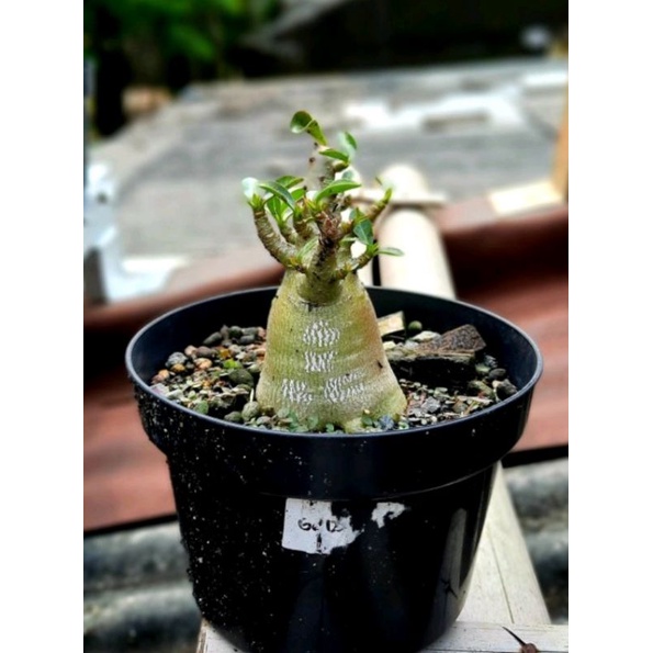 Adenium Godji x Emerald Crown