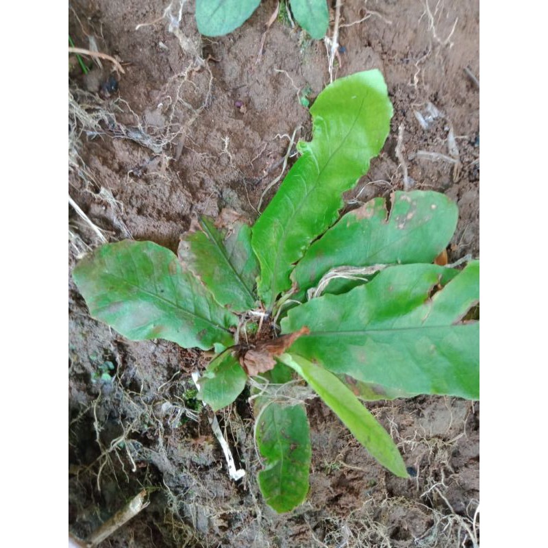 Tanaman Paludarium pakis