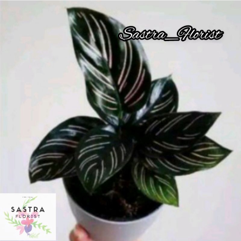 Calathea Ornata / Batik