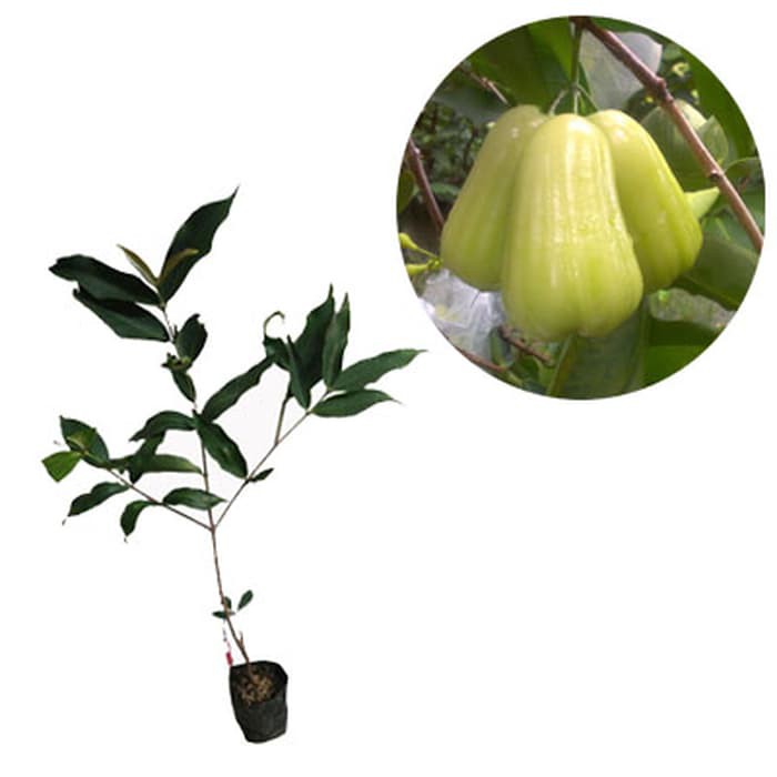 Jambu Air Taiwan Super Green