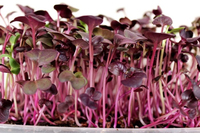 Benih-Bibit Microgreen Red Rambo Radish Organik (Haira Seed)