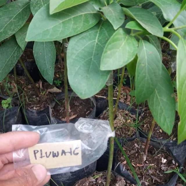 

Alpukat pluwang