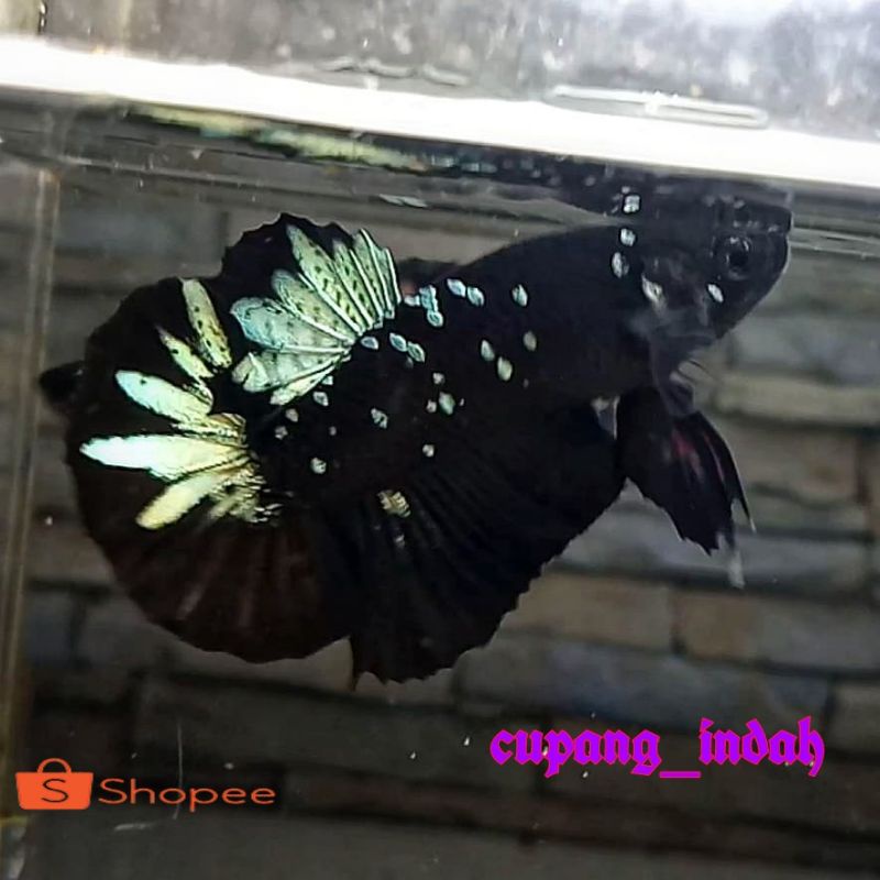 female avatar cooper gold