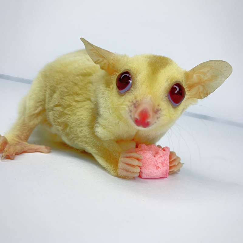 10g MARSHMALLOW SUGAR GLIDER HAMSTER LANDAK MINI CAMILAN SUGAR GLIDER