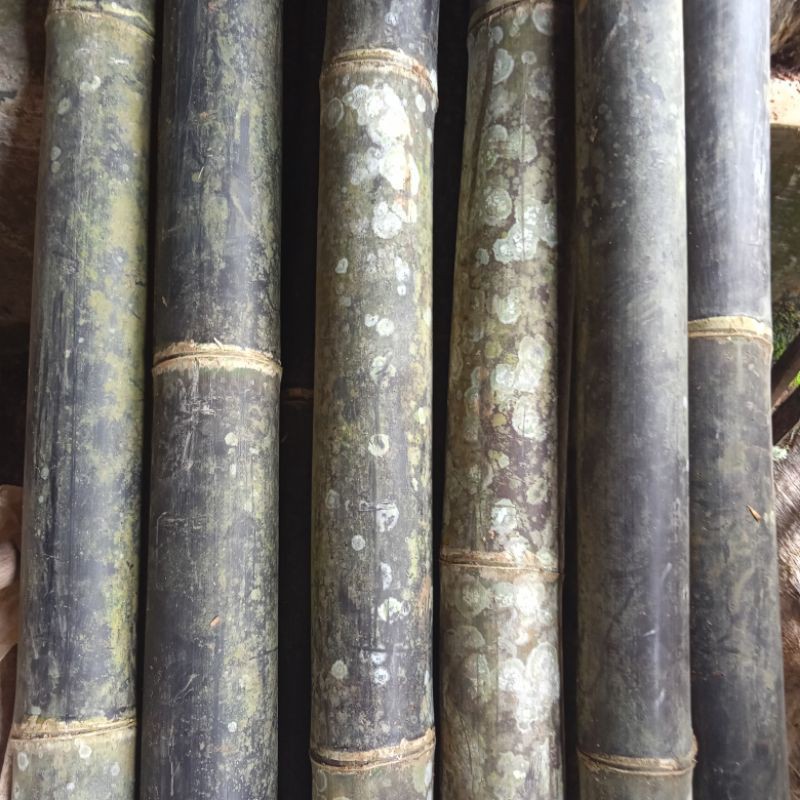 bambu gelondongan panjang 1meter