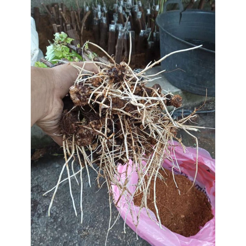 cutting anggur alfonso berkalus dan berakar