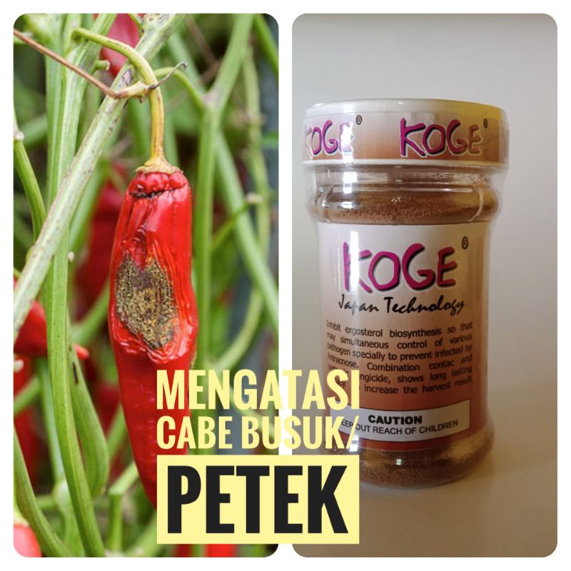Koge Obat pertanian Obat cabe busuk obat cabe kemasan 100 gram