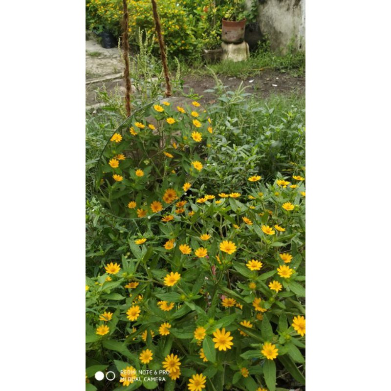 cermin tali rami cermin bulat cermin aesthetic cermin rias bundar cermin tempel dinding gantung 20cm-3